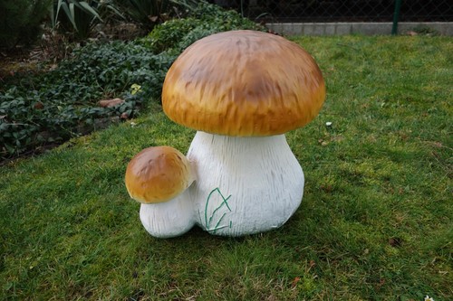 Steinpilz pilz pilzpaar - steinpilz,