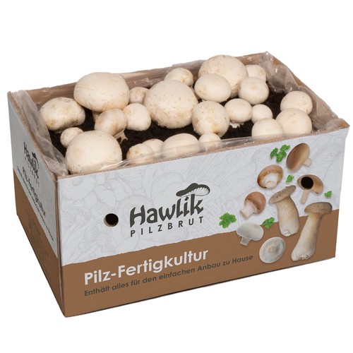 Champignons weiß pilzzucht - weiß,