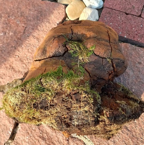 Zunderschwamm baumpilz - zunderschwamm,