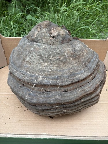 Zunderschwamm baumpilz groß - zunderschwamm,