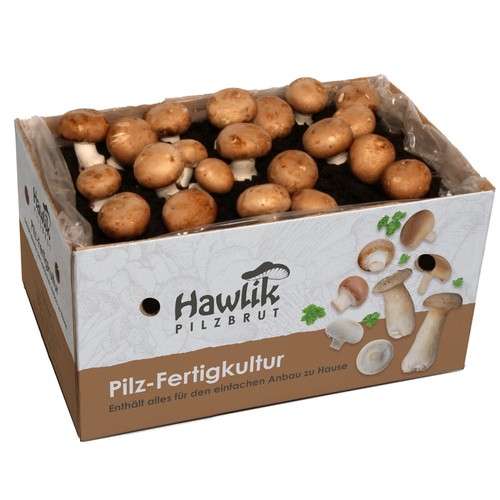 Steinchampignon pilzzuchtset - steinchampignon,