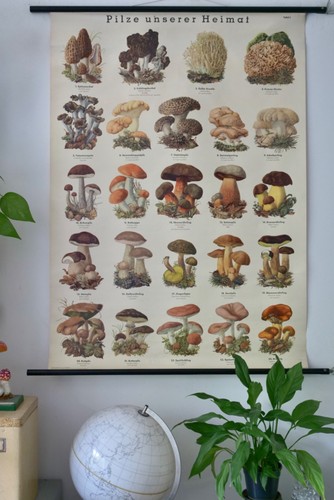 Vintage schulwandkarte pilze - |,