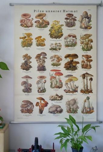 Vintage schulwandkarte pilze - vintage,
