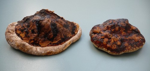 Stück zunderschwamm - 2,