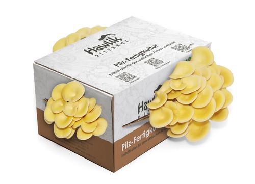 Limonenpilz kultur groß - limonenpilz,