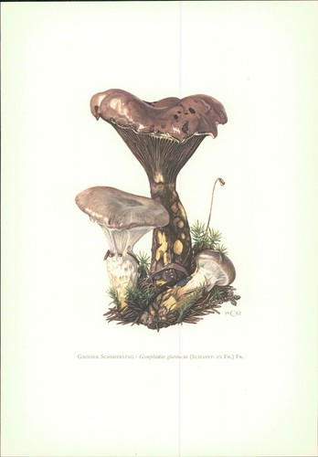Pilze claus caspari - pilze,