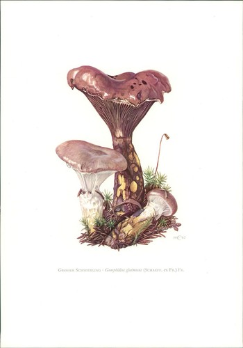 Pilze claus caspari grosser - claus,